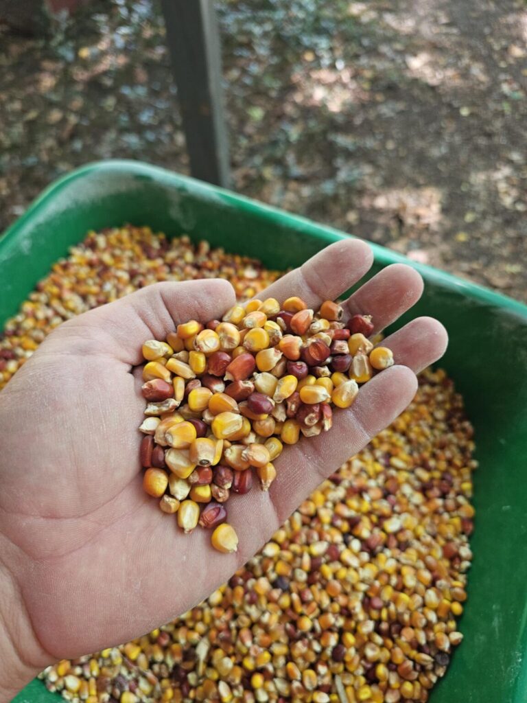 Heirloom Wapsie Valley Corn in hand (Image: Powdermen Spirits)