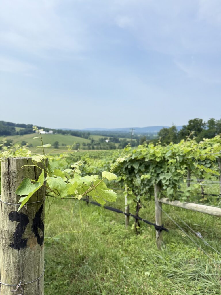 View of the grapes vines overlooking the mountain views, which are visible from most places you sit outside on the vineyard