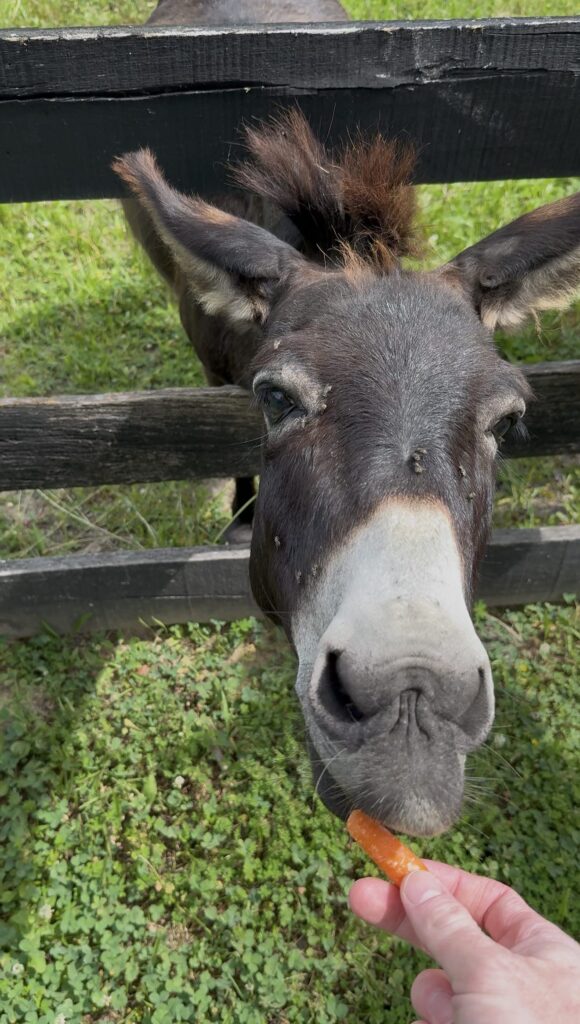Two donkeys, Martha & George, reside on the Provenance/Reveries estate