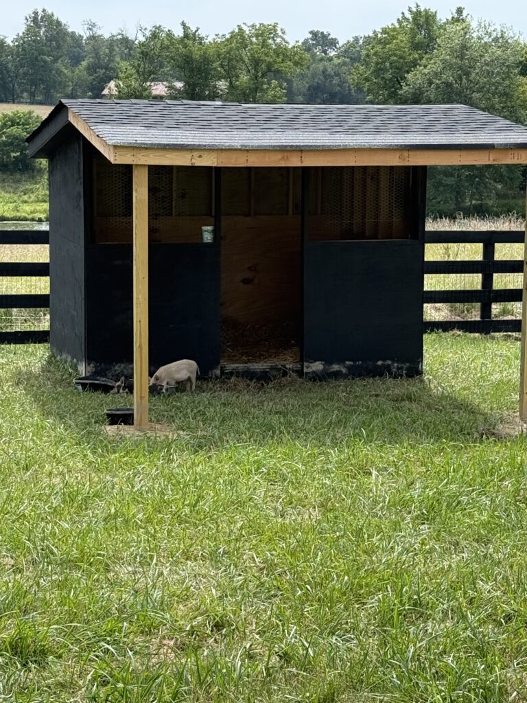 New arrivals, pigs Elmer and Overholt, hang out in the shade of their awning