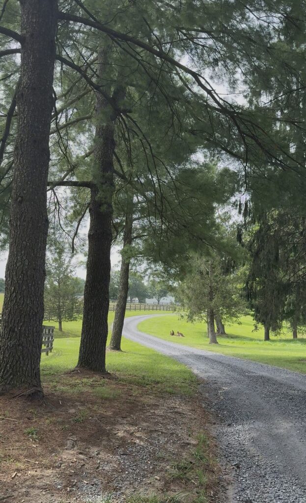 "The long and winding road that leads me straight to ..." Provenance & Reveries