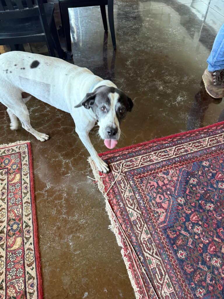 One of the Ragged Branch distillery doggo's was one of the best guest experience leads you could ask for